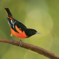 Kacyk północny - Icterus galbula - Baltimore Oriole