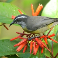 Cukrzyk bananowy- Coereba flaveola - Bananaquit