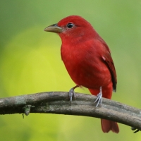 Piranga pąsowa - Piranga rubra - Summer Tanager