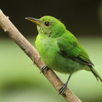 Seledynek - Chlorophanes spiza - Green Honeycreeper