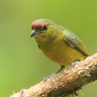 Organka zielonkawa - Euphonia gouldi - Olive-backed Euphonia