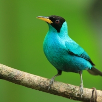 Seledynek - Chlorophanes spiza - Green Honeycreeper