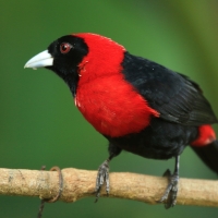 Tapiranga maskowa - Ramphocelus sanguinolentus - Crimson-collared Tanager