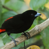 Tapiranga szkarłatno-czarna - Ramphocelus passerinii - Passerini's Tanager