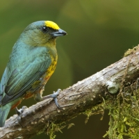 Organka zielonkawa - Euphonia gouldi - Olive-backed Euphonia