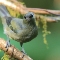 Tangarka palmowa - Thraupis palmarum - Palm Tanager