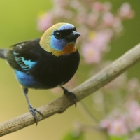 Tangarka modrolica - Stilpnia larvata - Golden-hooded Tanager
