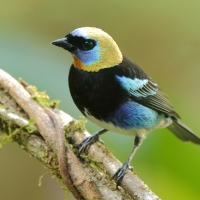 Tangarka modrolica - Stilpnia larvata - Golden-hooded Tanager