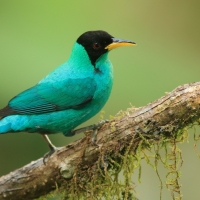 Seledynek - Chlorophanes spiza - Green Honeycreeper