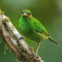 Seledynek - Chlorophanes spiza - Green Honeycreeper