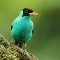 Seledynek - Chlorophanes spiza - Green Honeycreeper