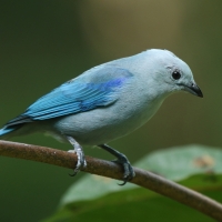 Tangarka niebieska - Thraupis episcopus - Blue-grey Tanager