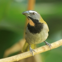 Ziarnołusk płowogardły - Saltator maximus - Buff-throated Saltator