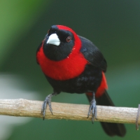 Tapiranga maskowa - Ramphocelus sanguinolentus - Crimson-collared Tanager