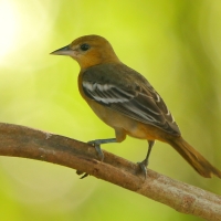 Kacyk północny - Icterus galbula - Baltimore Oriole