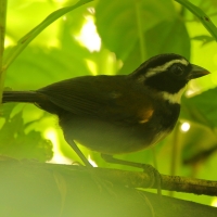 Ciszek złotodzioby - Arremon aurantiirostris - Orange-billed Sparrow
