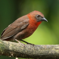 Habia czerwonogardła - Habia fuscicauda - Red-throated Ant Tanager