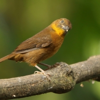 Habia czerwonogardła - Habia fuscicauda - Red-throated Ant Tanager