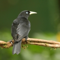 Kacykowiec szkarłatnorzytny - Cacicus uropygialis - Scarlet-rumped Cacique