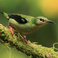Błękitniczek czerwononogi - Cyanerpes cyaneus - Red-legged Honeycreeper