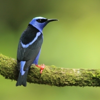 Błękitniczek czerwononogi - Cyanerpes cyaneus - Red-legged Honeycreeper
