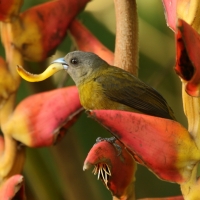 Tapiranga szkarłatno-czarna - Ramphocelus passerinii - Passerini's Tanager