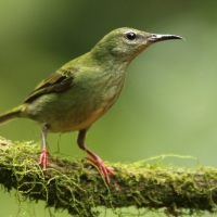Błękitniczek czerwononogi - Cyanerpes cyaneus - Red-legged Honeycreeper