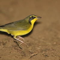 Cytrynka czarnouzda - Geothlypis formosa - Kentucky Warbler
