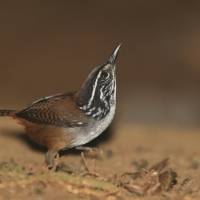 Stokowczyk białopierśny - Henicorhina leucosticta - White-breasted Wood Wren