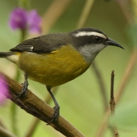Cukrzyk bananowy- Coereba flaveola - Bananaquit