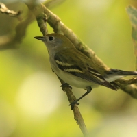 Lasówka rdzawoboczna - Setophaga pensylvanica - Chestnut-sided Warbler