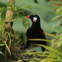 Kacykowiec aztecki - Psarocolius montezuma - Montezuma Oropendola