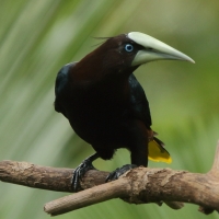 Kacykowiec grubodzioby - Psarocolius wagler - Chestnut-headed Oropendola