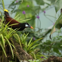 Kacykowiec aztecki - Psarocolius montezuma - Montezuma Oropendola