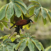 Kacykowiec aztecki - Psarocolius montezuma - Montezuma Oropendola