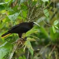 Kacykowiec grubodzioby - Psarocolius wagler - Chestnut-headed Oropendola