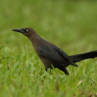 Wilgowron meksykański - Quiscalus mexicanus - Great-tailed Grackle