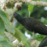 Ibis zielony - Mesembrinibis cayennensis - Green Ibis