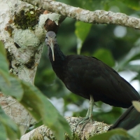 Ibis zielony - Mesembrinibis cayennensis - Green Ibis
