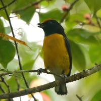 Organka białorzytna - Euphonia minuta - White-vented Euphonia