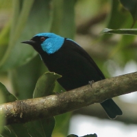 Cukrownik modrolicy - Dacnis venusta - Scarlet-thighed Dacnis