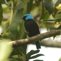 Cukrownik modrolicy - Dacnis venusta - Scarlet-thighed Dacnis