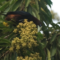 Kacykowiec grubodzioby - Psarocolius wagler - Chestnut-headed Oropendola