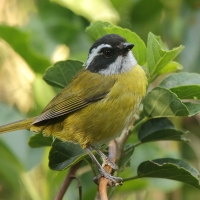 Zieleniec białobrewy - Chlorospingus pileatus - Sooty-capped Bush-Tanager