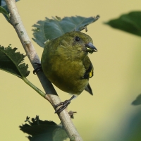 Czyż żółtobrzuchy - Spinus xanthogastrus - Yellow-bellied Siskin