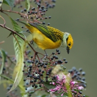 Tangarka cytrynowa - Tangara icterocephala - Silver-throated Tanager