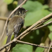 Empidonka czarnogłowa - Empidonax atriceps - Black-capped Flycatcher