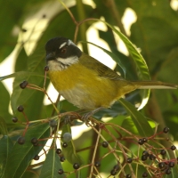 Zieleniec białobrewy - Chlorospingus pileatus - Sooty-capped Bush-Tanager