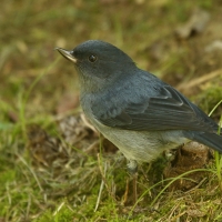 Haczykodziobek śniady - Diglossa plumbea - Slaty Flowerpiercer