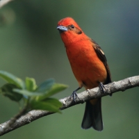 Piranga ognista - Piranga bidentata - Flame-colored Tanager